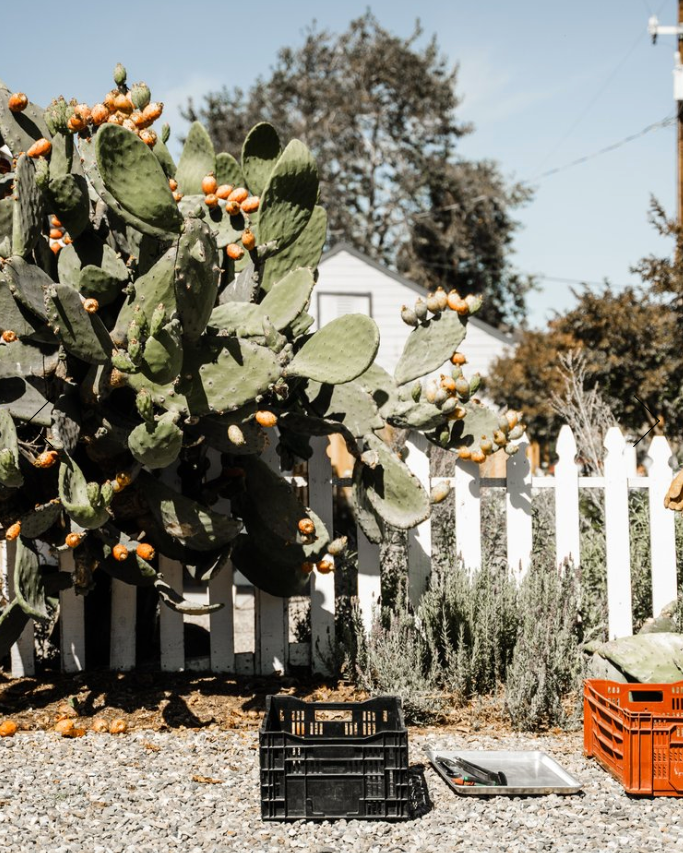 Prickly Pear Fruit-Infused Vinegar