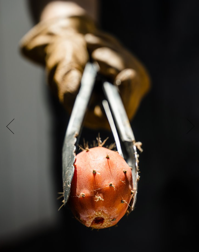 Prickly Pear Fruit-Infused Vinegar