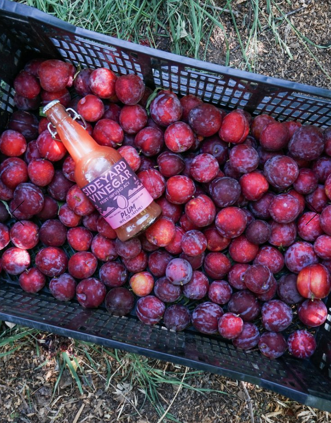 Plum Fruit-Infused Vinegar